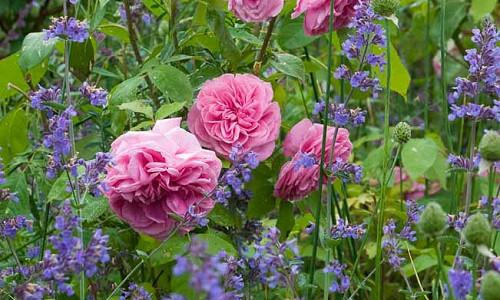 Perennial Combinations, Plant Combinations, Summer Borders, Planting Roses, Rose Gardening, Designing with Roses, English Roses, Rose Gertrude Jekyll, Nepeta Six Hills Giant, Rosa Gertrude Jekyll, Pink English Roses